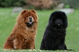 CHOW CHOW 755